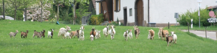 Ziegenkse aus dem Schwarzwald von frei laufenden Ziegen